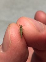 Sugar Ck Little. BWO underbelly.JPG