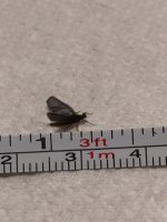 Sugar Ck Little BWO (measured).JPG