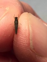 Sugar Ck Paraleptophlebia underbelly.JPG
