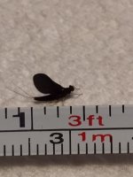 Sugar Ck Paraleptophlebia (measured).JPG