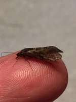 Sugar Ck Dark Caddis Profile.JPG