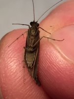 Sugar Ck Dark Caddis underbelly.JPG