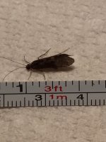 Sugar Creek Dark Caddis (measured).JPG