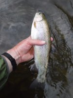 Sugar Ck Thick Bow.jpg