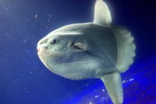 ocean-sunfish.jpg