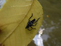Spotted Lantern Fly.JPG