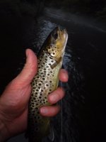 Pohopoco Brown2.JPG