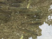 Lil le hi Nursery Brookies.JPG