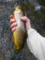 Saucon Brown.jpg