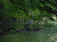 Tully Heron sandwiched by fisherman.JPG