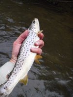 Spruce Brown1.jpg