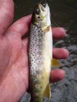 Spruce Brown2.jpg
