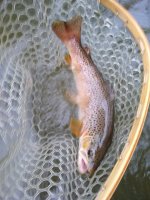 IMG_20190707_203121101.jpg