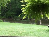 Heron above angler.JPG