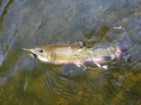 E Br Clarion Brookie.JPG