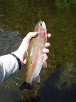 E Br Clarion Rainbow.JPG