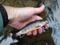 BFC Colorful Plump Brookie.JPG