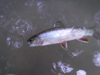 BFC Silver Brookie.JPG