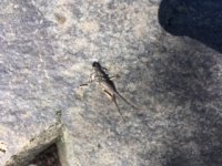 C572C253-BB0F-48B3-B264-936148FFDAB7.jpeg