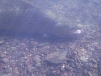 26in Brown after release.JPG