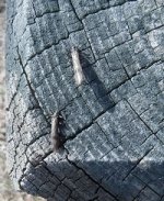 Stn67.JPG