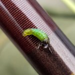 grannom pupa.jpg