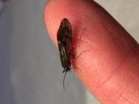 Nesh Creek Caddis Profile.JPG