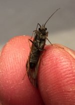 Nesh Creek Caddis Underbelly.jpg