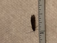Nesh Creek Caddis Measured.JPG