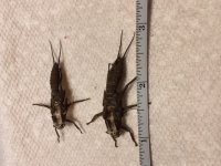 Nesh Creek Stonefly Case measured.JPG