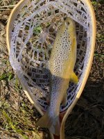 Fish.jpg