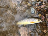 Fishing Creek Brownie.jpeg