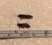 Sugar Ck Caddis Compare.jpg