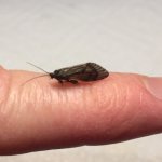 Sugar Ck Caddis Profile.jpg