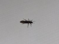 East Hickory #20 Stonefly.JPG