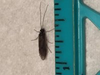 Tionesta Caddis Measured.JPG
