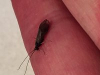 Tionesta caddis Profile.JPG