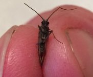 Tionesta Caddis belly.jpg