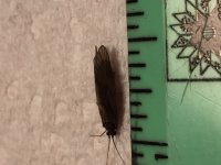 Oil Creek Caddis Measured.JPG