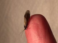 Oil Creek Caddis Profile.JPG