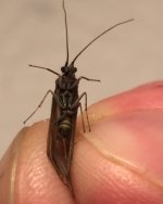 Oil Creek Caddis Belly.jpg