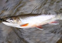 Kettle20 Friday Night Brookie.jpg