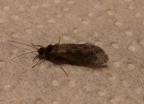 Kettle20 Saturday Caddis Profile.jpg