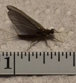 Kettle20 BWO Measured.jpg