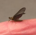 Kettle20 BWO Profile.jpg