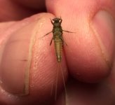 Kettle20 BWO Belly.jpg
