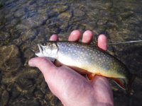 Kettle Saturday Afternoon Brookie.JPG