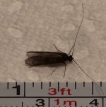 Kettle20 Sunday Caddis Measured.jpg