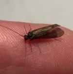 Kettle20 Sunday Caddis Profile.jpg