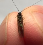 Kettle20 Sunday Caddis Belly.jpg